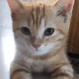 Figurinha para WhatsApp