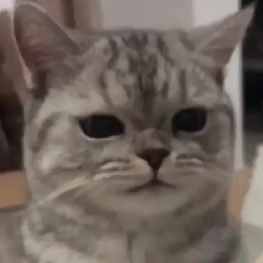 Figurinha para WhatsApp — Gatos