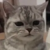 Figurinha de Gatos para WhatsApp