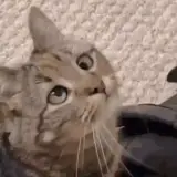 Figurinha de Gatos para WhatsApp