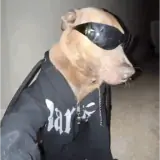 Figurinha de Cachorros para WhatsApp