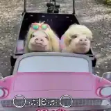 Engraçados WhatsApp sticker