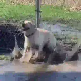 Cachorros WhatsApp sticker