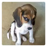 Sticker de Cachorros para WhatsApp