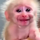 Figurinha de Animais para WhatsApp