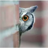 Figurinha de Animais para WhatsApp