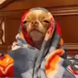 Cachorros WhatsApp sticker