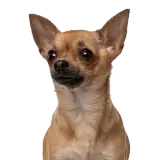 Sticker de Cachorros para WhatsApp