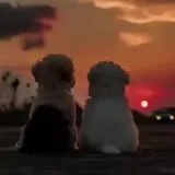 Figurinha de Cachorros para WhatsApp