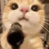 Figurinha de Gatos para WhatsApp