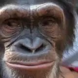 Figurinha para WhatsApp