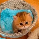 Figurinha de Gatos para WhatsApp