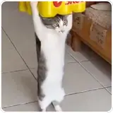 Figurinha de Gatos para WhatsApp