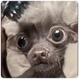 Figurinha de Cachorros para WhatsApp