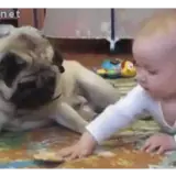 Figurinha de Animais para WhatsApp