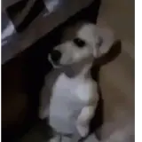 Figurinha de Cachorros para WhatsApp