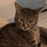 Figurinha para WhatsApp