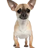 Figurinha de Cachorros para WhatsApp