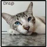 Figurinha de Gatos para WhatsApp