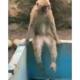 Figurinha para WhatsApp