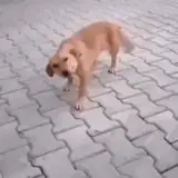 Figurinha de Cachorros para WhatsApp