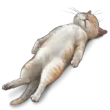 Figurinha de Gatos para WhatsApp