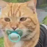 Figurinha de Gatos para WhatsApp