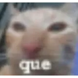 Figurinha de Gatos para WhatsApp