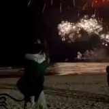 Animais WhatsApp sticker