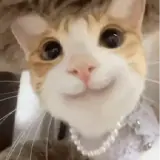 Figurinha de Gatos para WhatsApp