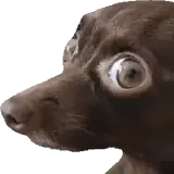 Figurinha de Cachorros para WhatsApp