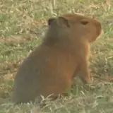 Figurinha para WhatsApp