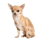 Figurinha de Cachorros para WhatsApp