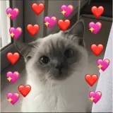 Figurinha de Gatos para WhatsApp