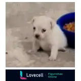Figurinha para WhatsApp