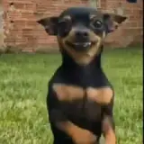 WhatsApp sticker