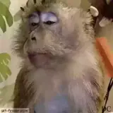 Sticker de Animais para WhatsApp