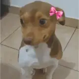 Figurinha de Cachorros para WhatsApp