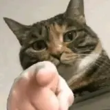 Figurinha de Gatos para WhatsApp