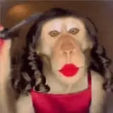 Figurinha de Memes para WhatsApp