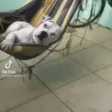 Figurinha de Cachorros para WhatsApp