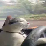 Figurinha de Gatos para WhatsApp