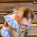 Sticker de Animais para WhatsApp