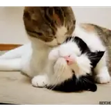 Figurinha para WhatsApp