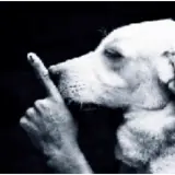 Sticker de Cachorros para WhatsApp