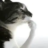 Figurinha de Gatos para WhatsApp