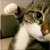 Figurinha de Gatos para WhatsApp