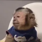 Figurinha de Animais para WhatsApp