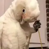 Figurinha de Animais para WhatsApp