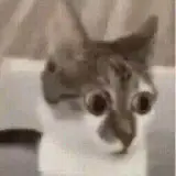 Sticker de Gatos para WhatsApp